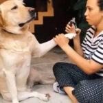 dramatic labrador Retriever fake faints to avoid nail clipping