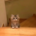 Kitten climbing the stairs