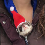 Baby Ferret are getting too cold due to the freezing weather