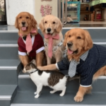 I'm not interested in taking Golden Retriever group photos, I prefer single ones.