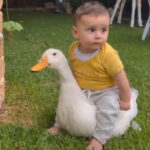 No more relying on duck riding