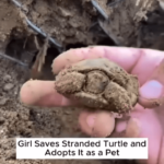 Girl adopts rescued turtle and shows us what love means.