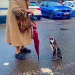 Heartfelt Moment Between Penguin and Grandma