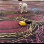 Heartwarming Moment Dog Brings Cookies To Owner