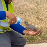 Man Feeding Water To Thirsty Squirrel