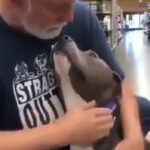 Pitbull's Heartwarming Adoption Moment