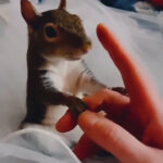 Squirrel Rescue Touches Hearts Everywhere