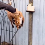 Wholehearted Couple Saves Fox's Life