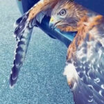 Brave Police Officers Rescue Hawk From Car Grill