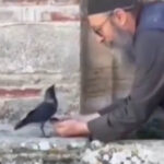 Heartwarming Moment Wild Crow Trusts Grandpa's Hand