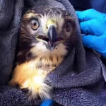 Howard County Police Rescue Hawk From Car's Grill