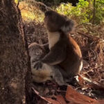 Male Koala Holds Deceased Mate In Loving Embrace