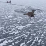 Man Saves Deer Family From Frozen Lake In Ontario