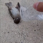 Man's Selfless Act Saves Unconscious Bird's Life