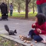 Girl Shares Walnut With Friendly Squirrel