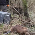 Beavers Return To Nene Wetlands After 400 Years