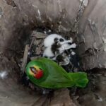 Couple Finds An Unlikely Family Members In The Parrot's Nest