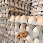 Man Discovers Surprise Chick In Egg Tray