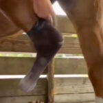 Prosthetic Foot Brings Horse Back To Life