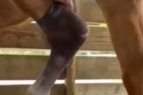 Prosthetic Foot Brings Horse Back To Life