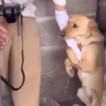 Shelter Dog Grabs Journalist's Hand And Refuses To Let Go