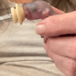 Squirrel Orphans Find Forever Home