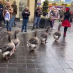 The Goose Parade in Valkenburg, Netherlands