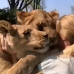 Woman Receives Warm Hugs From Loving Lions