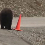 Bear Fixes Traffic Cone In California