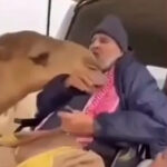 Camel Greeting Its Owner Who Returned From Hospital Will Melt Your Heart