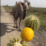 Camel Was Tricked Into Eating A Lemon