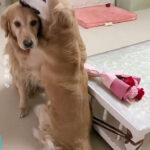 Gentle Golden Retriever Brings Flowers To His Partner And Hugs Her