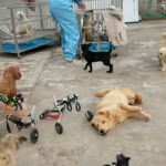 Man Building Wheelchairs For Paralyzed Dogs