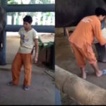 Meet Mosha, The Elephant With A Prosthetic Leg