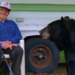 Old Man Feeds Bear Breakfast Everyday