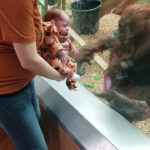 Orangutan Asks Woman To Show Him Her Baby