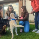 Stolen Labrador Was Returned To Her Owners After 8 Years